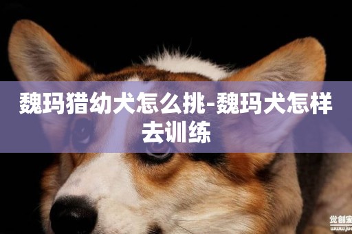 魏玛猎幼犬怎么挑-魏玛犬怎样去训练